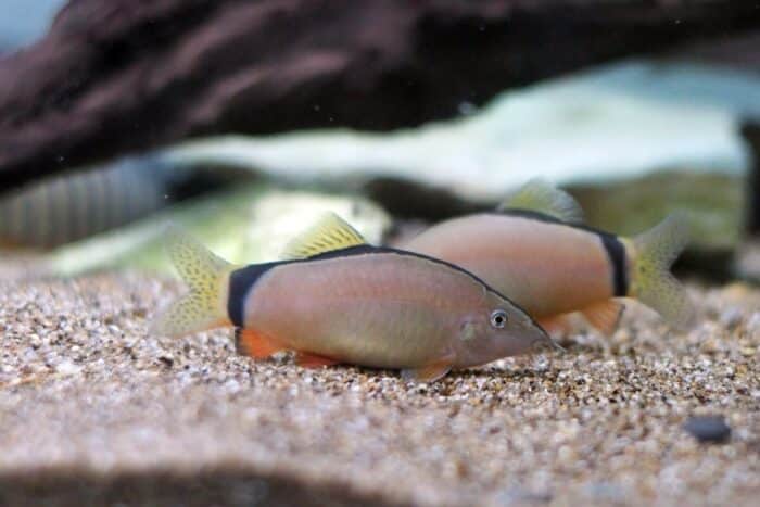 Yasuhikotakia Morleti "Skunk Morleti Loach" - Image 3
