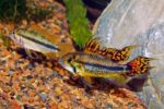 Boraras Brigittae