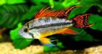 Apistogramma cacatuoides (Апистограмма какаду)