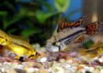 Apistogramma cacatuoides - Image 2