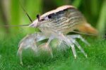 Atyopsis moluccensis "Bamboo Shrimp" - Image 4