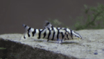 Botia lohachata Chaudhuri, Botia almorhae - Image 3