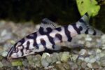Botia lohachata Chaudhuri, Botia almorhae