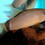 Yasuhikotakia Morleti "Skunk Morleti Loach"