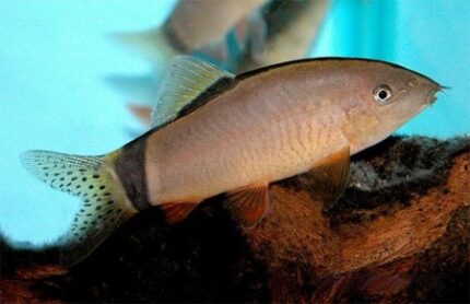 Yasuhikotakia Morleti "Skunk Morleti Loach"