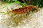 Atyopsis moluccensis "Bamboo Shrimp" - Image 2