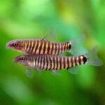 Micronemacheilus cruciatus