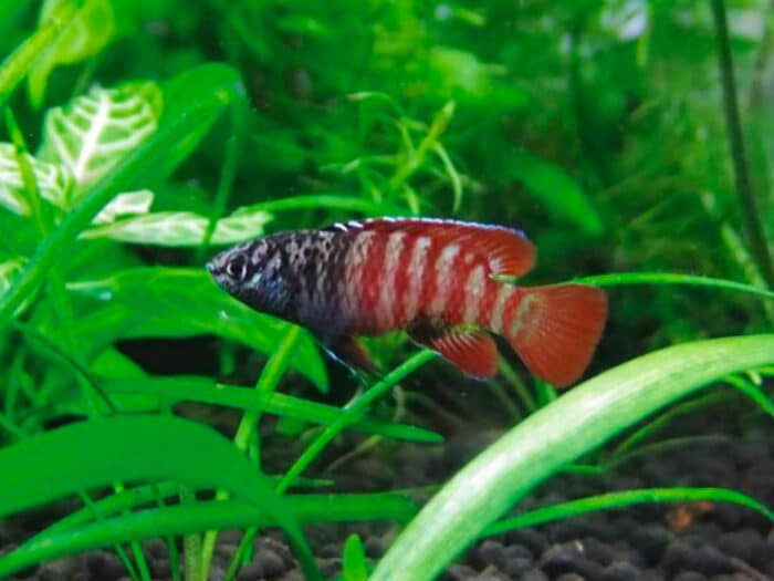 Black Tiger Dario - Image 2