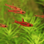 Rasbora Brigittae "Rasbora Brigit"