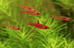 Rasbora Brigittae "Rasbora Brigit"
