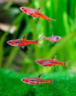 Rasbora Brigittae "Rasbora Brigit" - Image 2