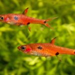 Rasbora Maculatus “Spotted Rasbora”