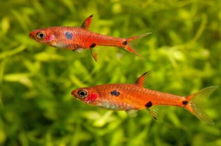 Rasbora Maculatus “Spotted Rasbora”