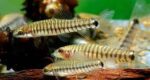 Micronemacheilus cruciatus - Image 4