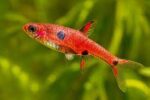 Boraras Maculatus (Расбора Макулата)