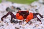 Geosesarma Hagen "Red Devil Crab" - Image 5