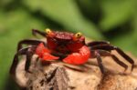 Geosesarma Hagen "Red Devil Crab" - Image 4