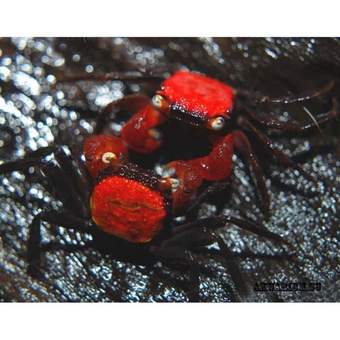 Geosesarma Hagen "Red Devil Crab" - Image 3