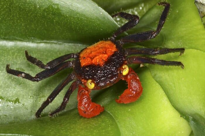 Geosesarma Hagen "Red Devil Crab" - Image 2
