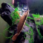 Atyopsis moluccensis "Bamboo Shrimp" - Image 3