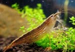 Atyopsis moluccensis "Bamboo Shrimp"