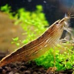 Atyopsis moluccensis "Bamboo Shrimp"