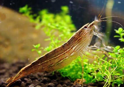 Atyopsis moluccensis "Bamboo Shrimp"