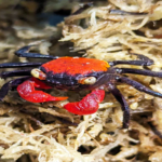 Geosesarma Hagen "Red Devil Crab"