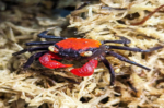 Geosesarma Hagen "Red Devil Crab"