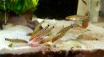 Micronemacheilus cruciatus - Image 2