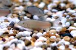 Yasuhikotakia Morleti "Skunk Morleti Loach" - Image 2
