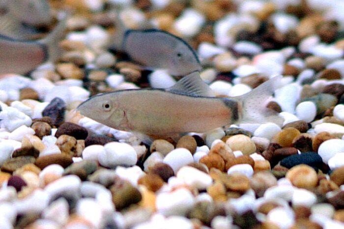 Yasuhikotakia Morleti "Skunk Morleti Loach" - Image 2