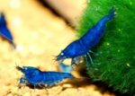 Neocaridina heteropoda var. "Blue Dream" - Image 6