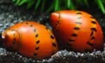 Neritina natalensis sp. "Red Spotted" - Image 4