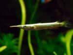 Dermogenys pusilla - Image 4