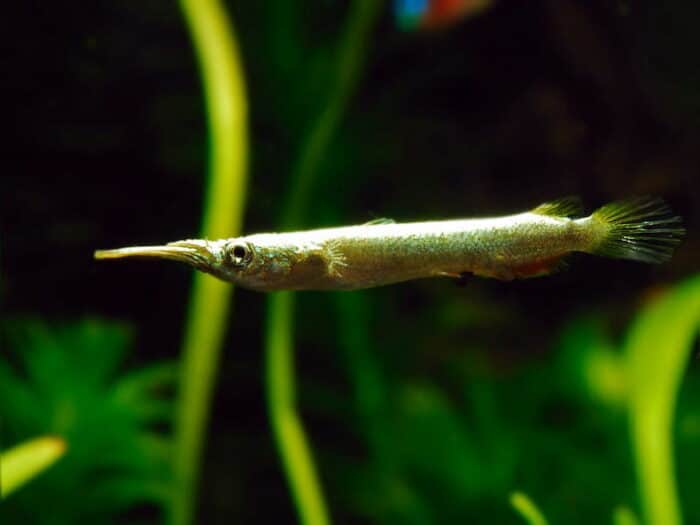 Dermogenys pusilla - Image 4
