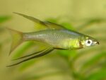 Iriatherina werneri - Image 4