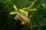 Pseudomugil furcatus - Image 9