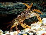 Parathelphusa Pantherina - Image 6