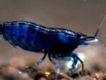 Neocaridina heteropoda var. "Blue Dream" - Image 5