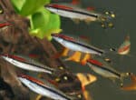 Sahyadria denisonii - Image 3