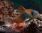 Corydoras aeneus «Venezuela Orange» - Image 4