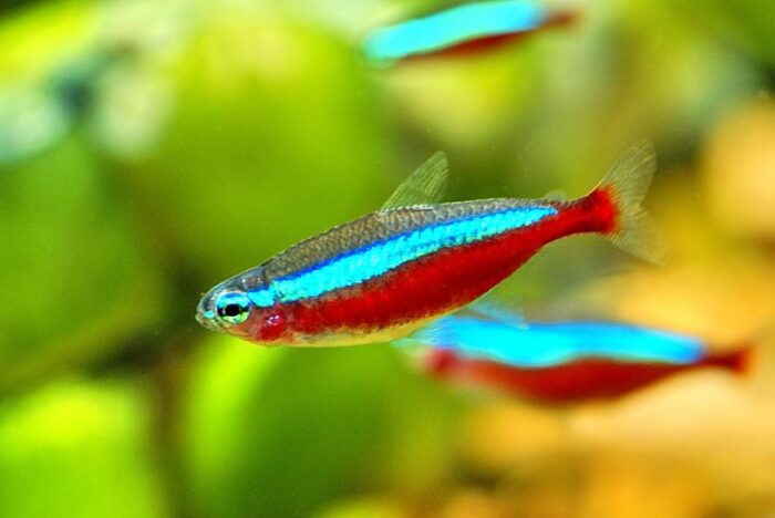 Paracheirodon axelrodi "Cardinal Tetra" - Image 4
