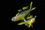 Pseudomugil furcatus - Image 7