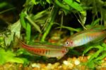 Danio choprae - Image 3