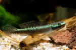 Stiphodon sp. - Image 3