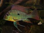 Red head Tapajos - Image 2