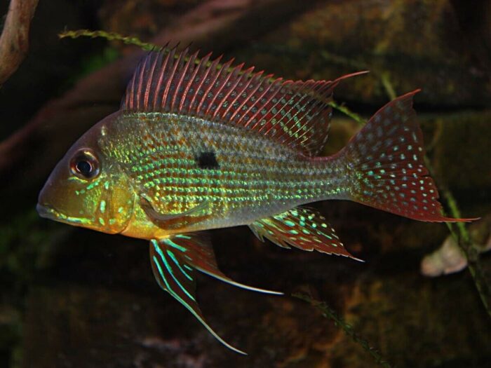 Red head Tapajos - Image 2