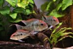 Red head Tapajos - Image 3