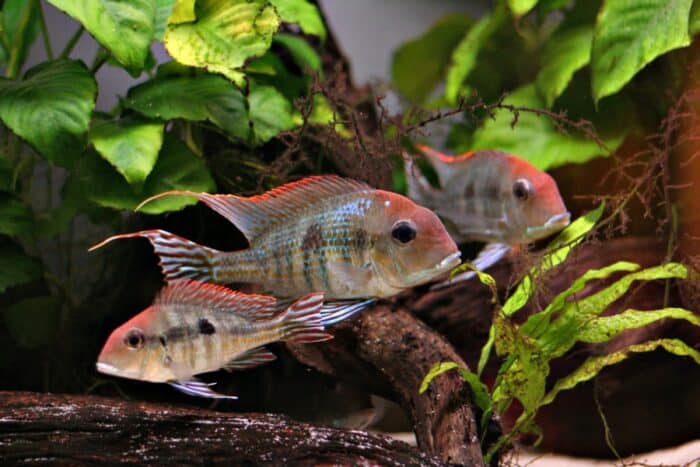 Red head Tapajos - Image 3